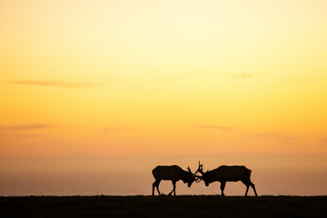 Fototapeta na wymiar silhouette of deer on beautiful sky background