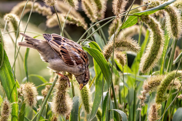 One gray and brown sparrow eats seeds of the carex acutiformis ehrh grass in the park in autumn