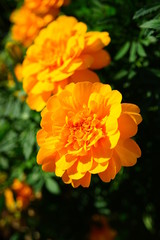 Yellow and orange marigold flowers (tagetes) in bloom