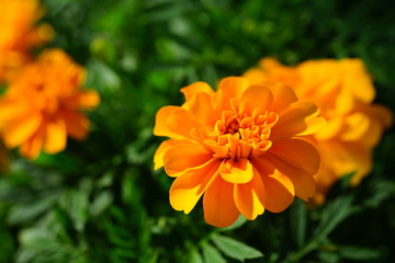 Yellow and orange marigold flowers (tagetes) in bloom