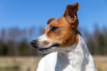 Portrait of Jack Russell Terrier