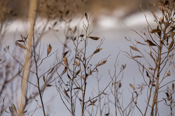 dried plants along a snowy river bank in southern maryland calvert county usa in winter - obrazy, fototapety, plakaty