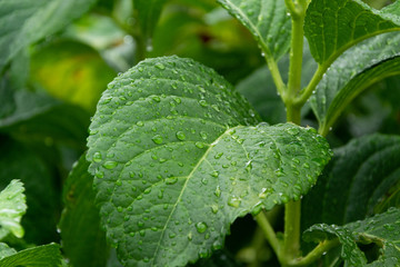 Green leaves background, close up of Hydrangea leaves with raindrops