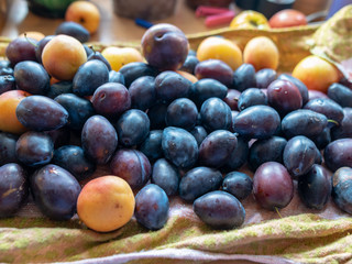 plums of various sizes, colors and shapes on the table