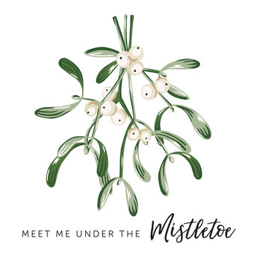 Christmas print with text Meet me under the mistletoe, white background. Mistletoe leaves, berries bouquet. Vector illustration. Nature design. Xmas greeting card, poster template. Winter holidays