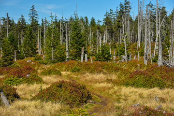 Karkonosze - krajobraz ze zniszczonymi drzewami