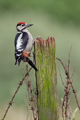 Greater Spotted Woodpecker (Dendrocopos major) on old wooden post
