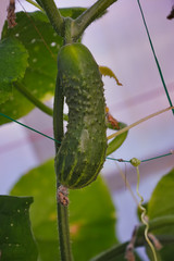 Young green cucumber on a bush in a greenhouse. Closeup.