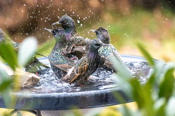 Bathing Starlings