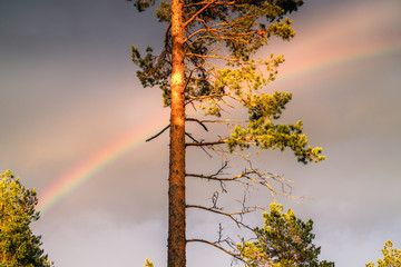 Rainbow shines over pine tree, very clear skies and clean rainbow colors. Scandinavian nature are illuminated by evening sun.