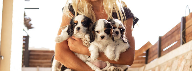 human girl hands holding cute King Charles Cavalier puppies, beautiful animal care and shelter concept poster and wallpaper picture 