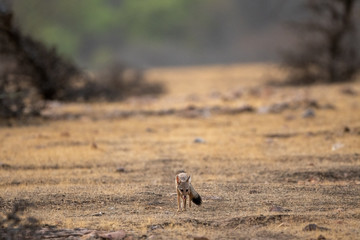 Bengal fox or indian fox or Vulpes bengalensis pup clean image playing one of plateau at ranthambore national park, sawai madhopur, rajasthan, india	