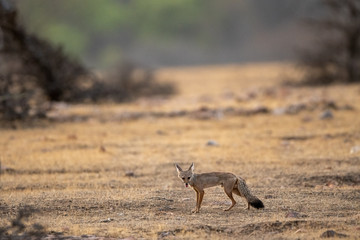 Bengal fox or indian fox or Vulpes bengalensis pup clean image playing one of plateau at ranthambore national park, sawai madhopur, rajasthan, india	