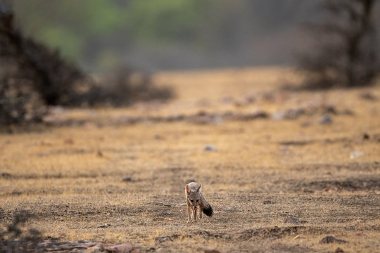 Bengal fox or indian fox or Vulpes bengalensis pup clean image playing one of plateau at ranthambore national park, sawai madhopur, rajasthan, india	