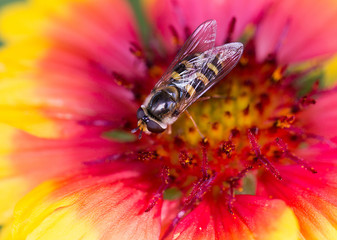 Honeybee with veined wings closed resting on a vibrant yellow and pink Gerbera Flower, with good detail of the eyes