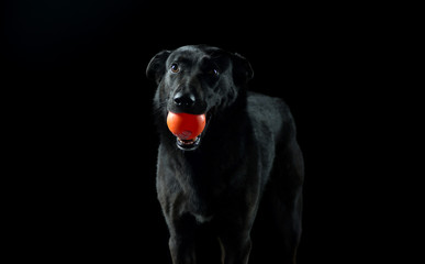 A dog without a breed in the Studio black on a black background, goes with the ball in his teeth. Black on black