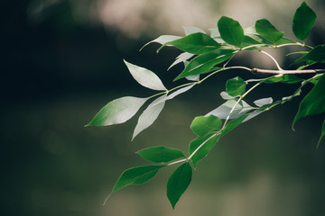 Close-up green branch on a blurred background of the autumn forest, selective focus