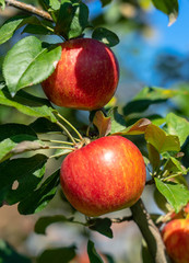 Apple Orchard on a Sunny Day