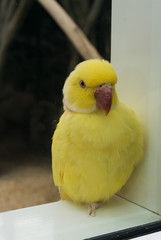 a small yellow parrot sits in its aviary in a zoo