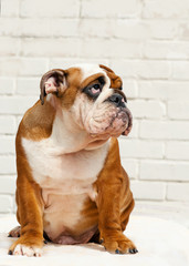 Fototapeta premium english bulldog puppy Red-haired with white colored sitting on a white background closeup isolate british breed looking up with a question