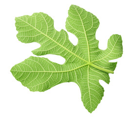 fig leaf isolated on a white background