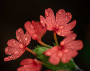 Red flowers after the rains.