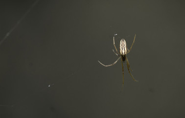A spider waits and hunts.