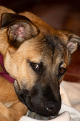 Half-breed dog with mixed earth colors, dark eyes, the dog is resting after eating, similar to a German shepherd