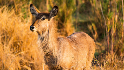 impala in savannah