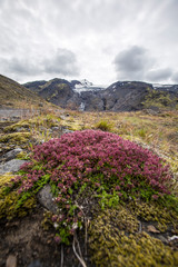 Beautiful pink flowers photographed in Landmannalaugar, Iceland