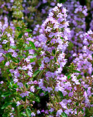 Fototapeta premium Sage flowers blooms in the summer meadow. Flower background.