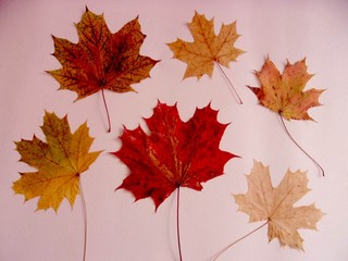 set of colorful maple leaves on light background