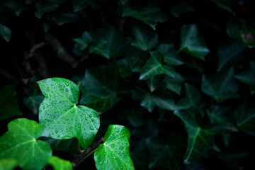 Leaves with blurred dark background