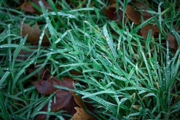 Grass with Dew Close Up at Diagonal