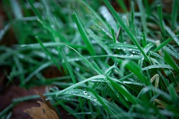 Grass Closeup with Wet Dew