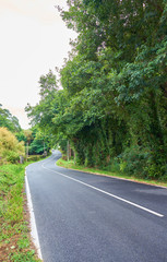 Fototapeta na wymiar Road covered with trees and vegetation in Galicia, Northern Spain