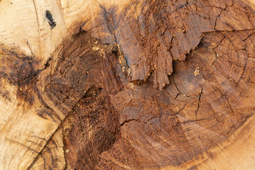Close up of cut chestnut tree trunk