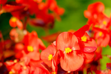 Fototapeta na wymiar Flowers of red begonia on a sunny summer day.