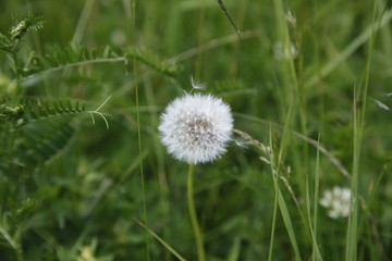 Fototapeta premium dandelion on background of green grass