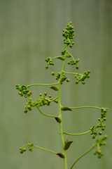 Green buds awaiting the new growth.