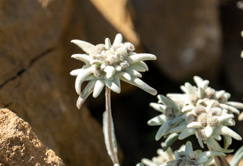 Edelweiss flower in den Schweizer Bergen