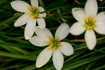 Fototapeta na wymiar Three white and yellow flowers resting together. 