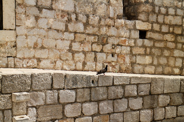 pigeon on old brick wall