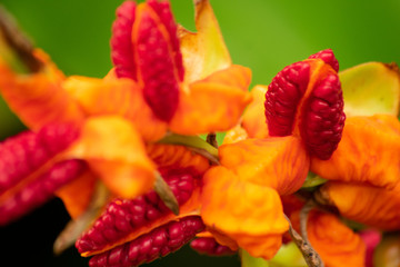 Small flowers which look like fruit and veg. 