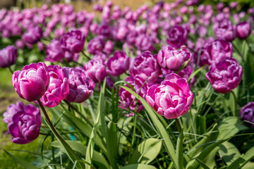 Obraz premium Beautiful flowers