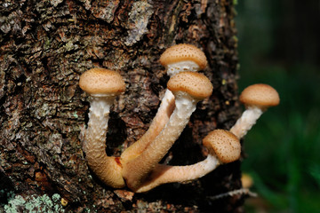 Honey mushroom family
