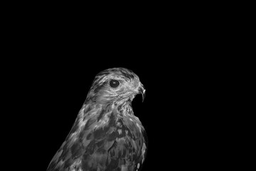 Falcon or hawk, close up