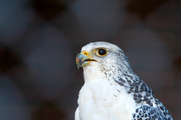 Arctic Falcon, close up