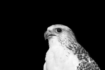 Arctic Falcon, black and white photo