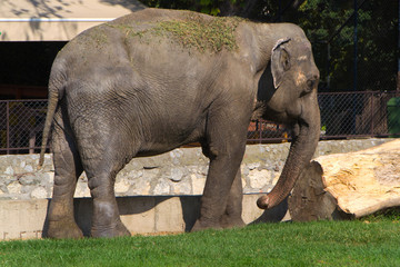 Naklejka premium An elephant. The Asian elephant